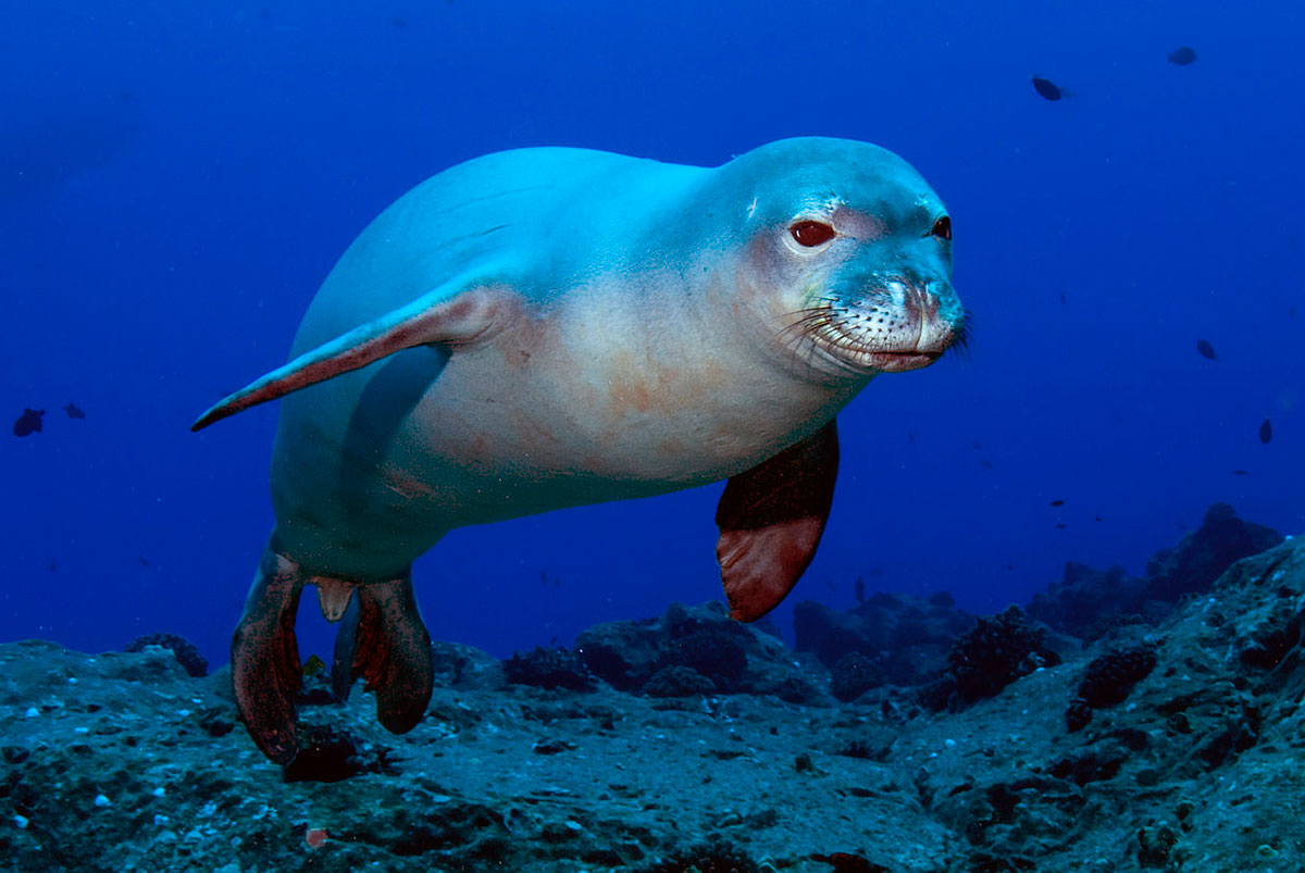 Seal monachus-monachus