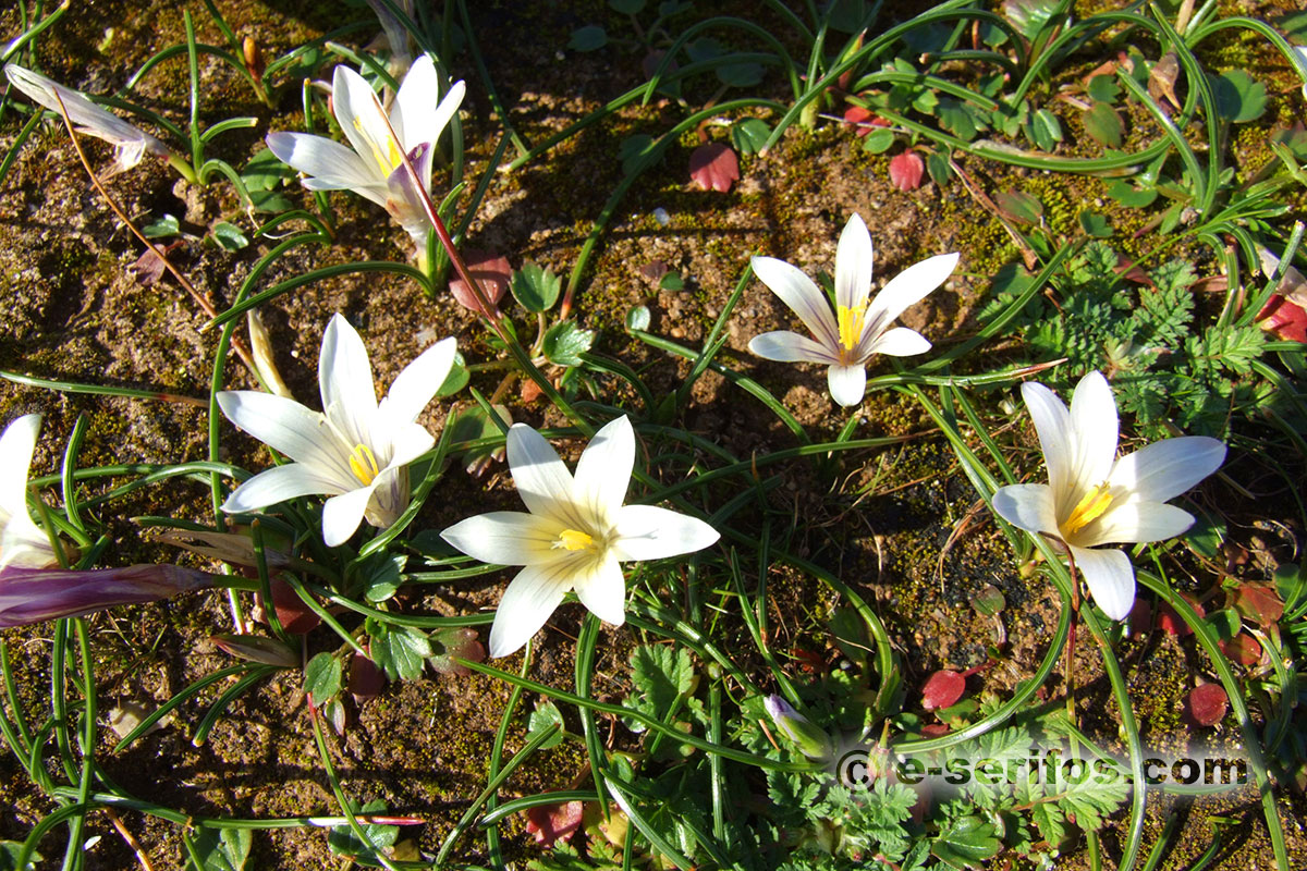 Blooming wild flowers