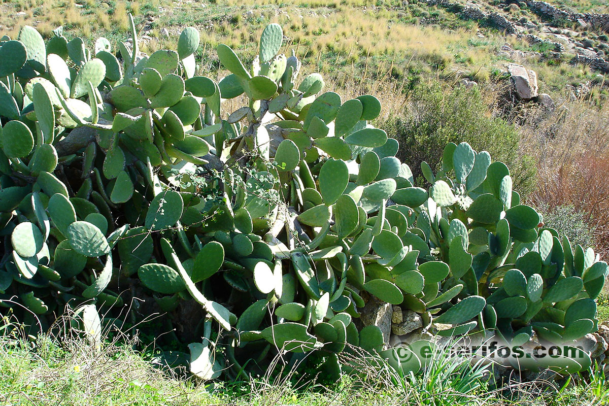 Landscape with prickly pear trees