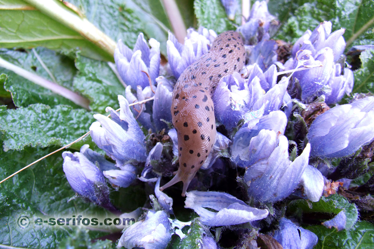 Purple wild flowers and a snail