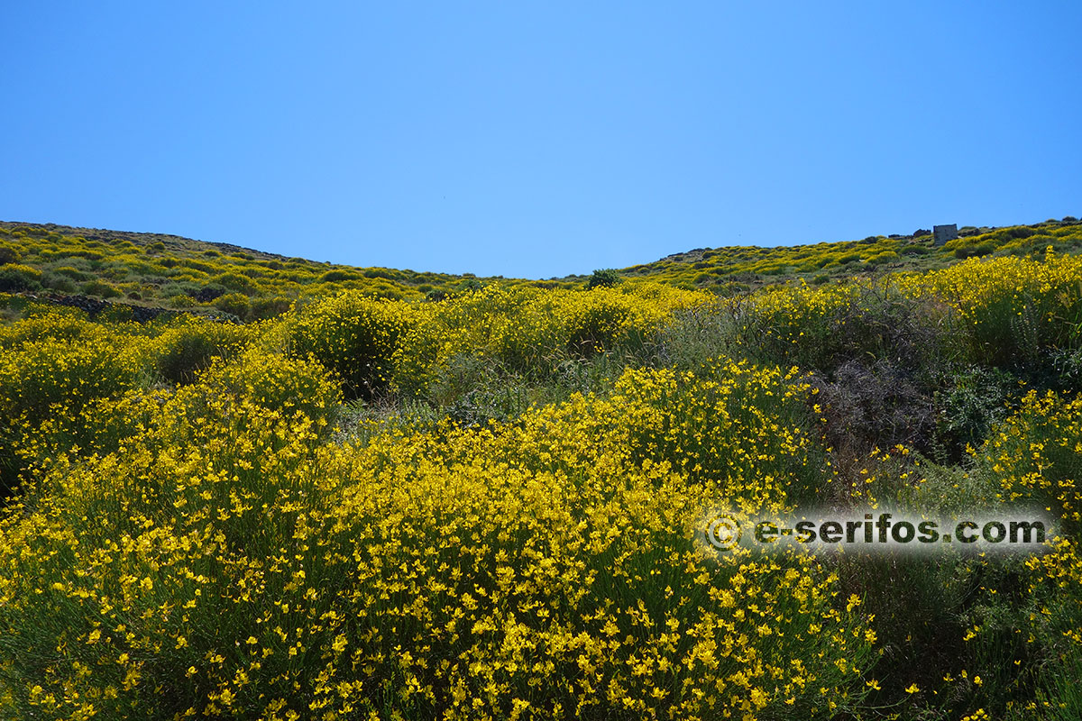 Spring in Serifos