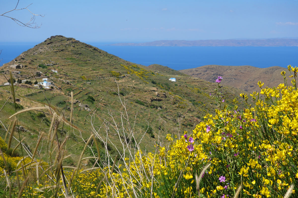 Landcape in Serifos with yellow and purple wild flowers